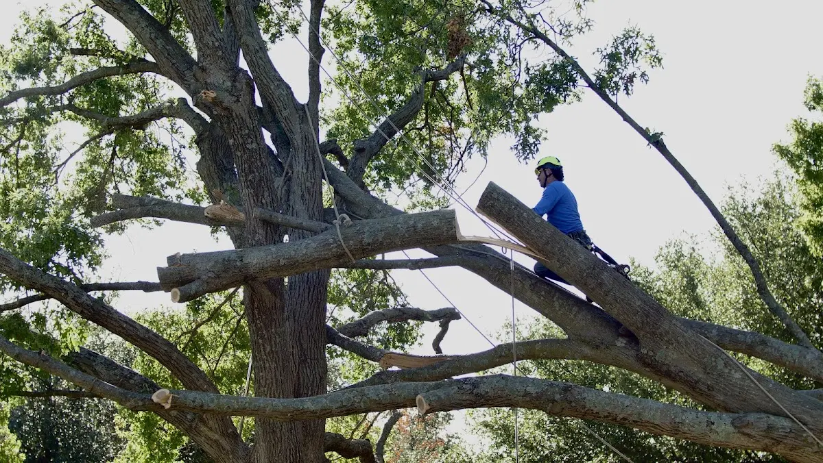 Professional Crown Thinning performed by certified arborists in North Bridgton