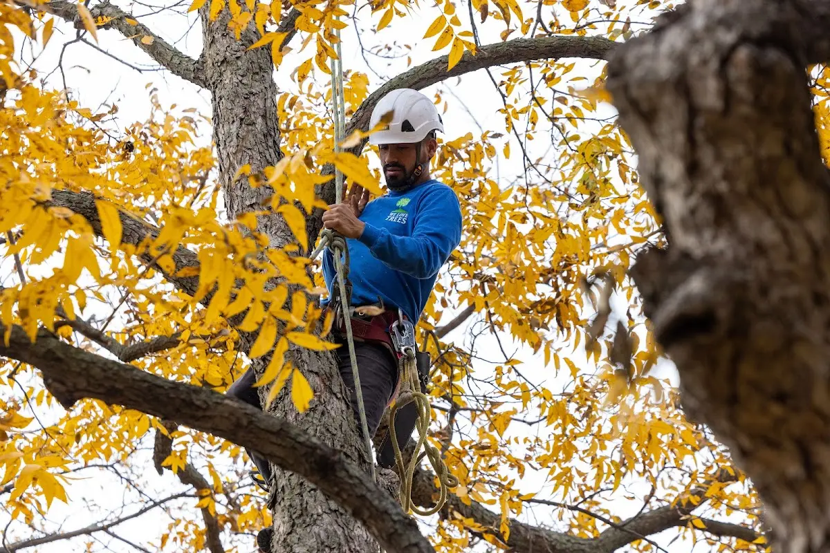 Skilled Tree Pruning crew working in North Bridgton